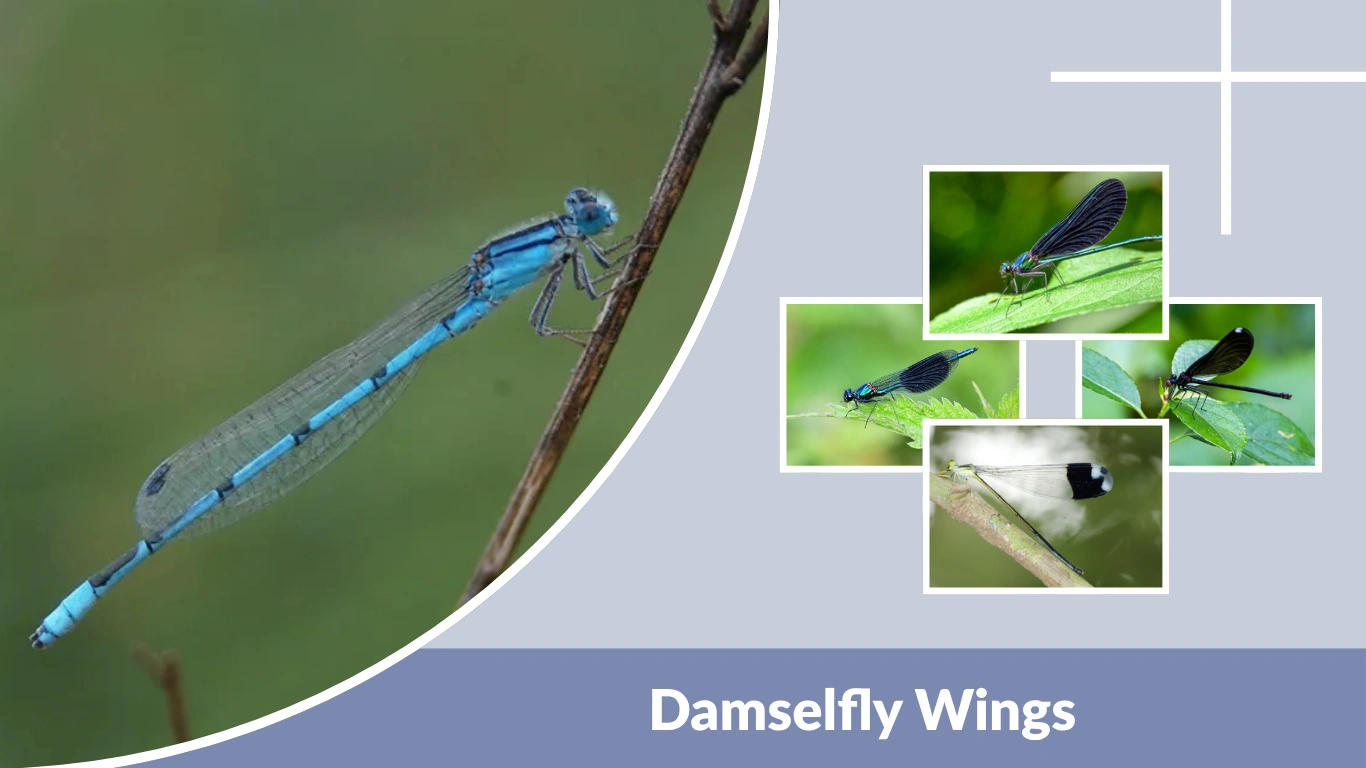 Damselfly Wings Types, Colors, and Structure Explained