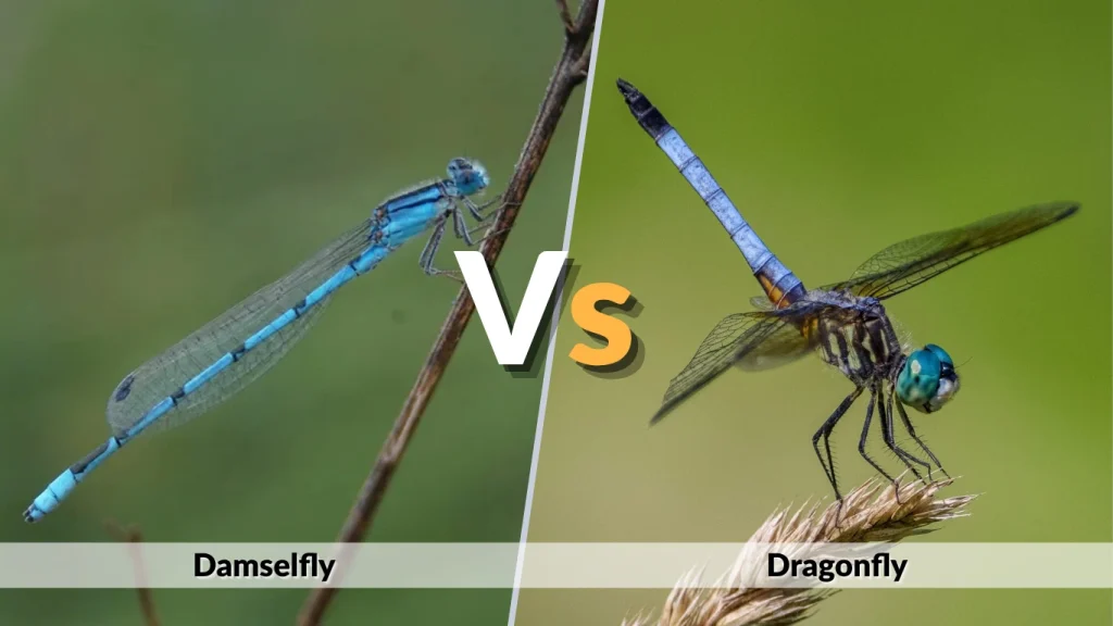 Damselfly vs. Dragonfly Wings