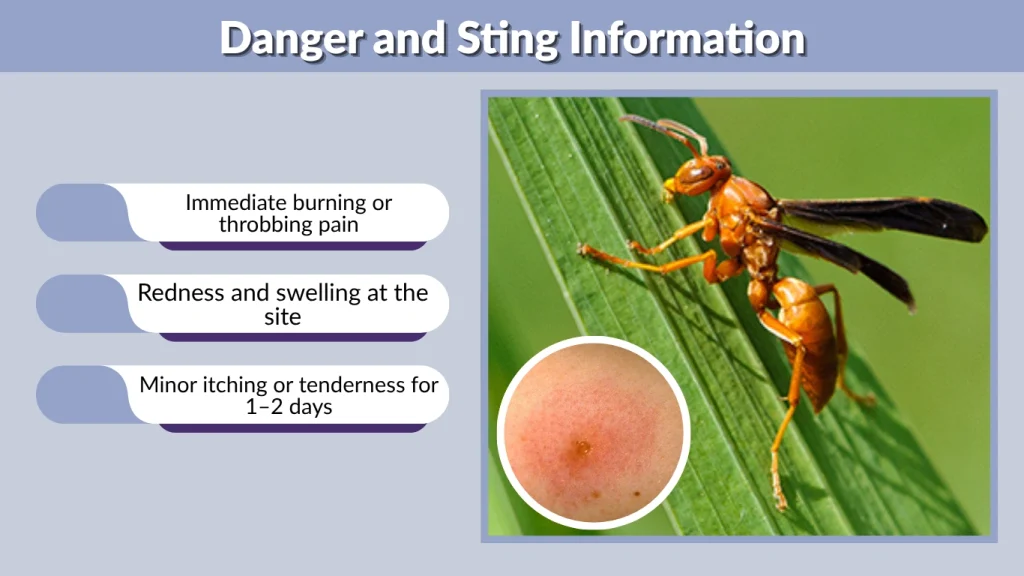 Danger and Sting Information