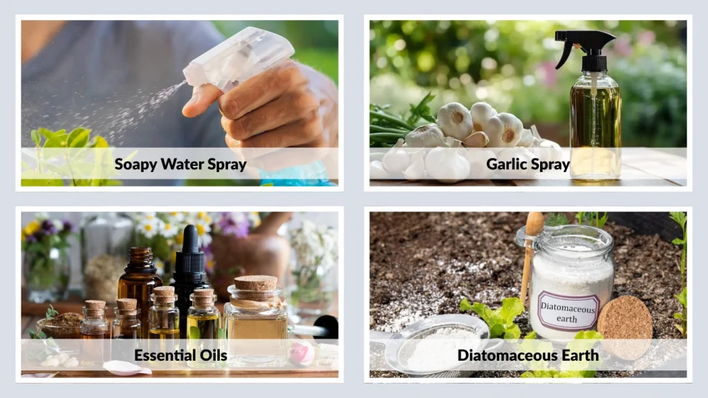 Diatomaceous Earth