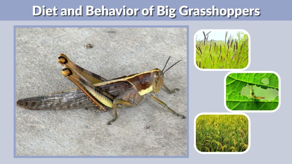 Diet and Behavior of Big Grasshoppers