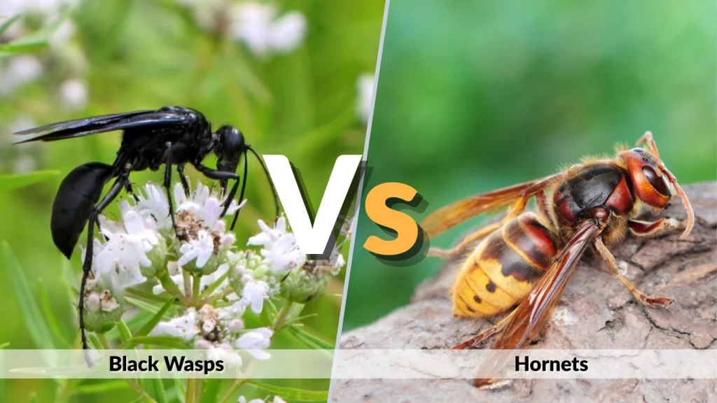 Differences Between Black Wasps and Hornets