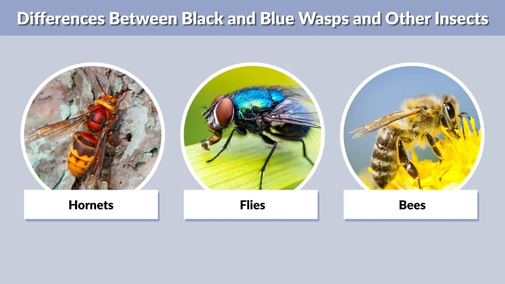 Differences Between Black and Blue Wasps and Other Insects