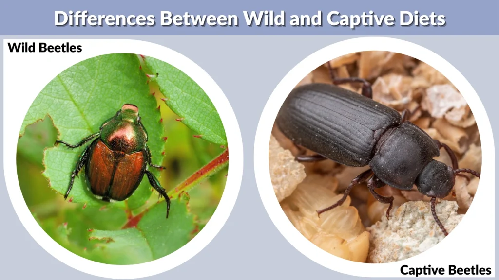 Differences Between Wild and Captive Diets