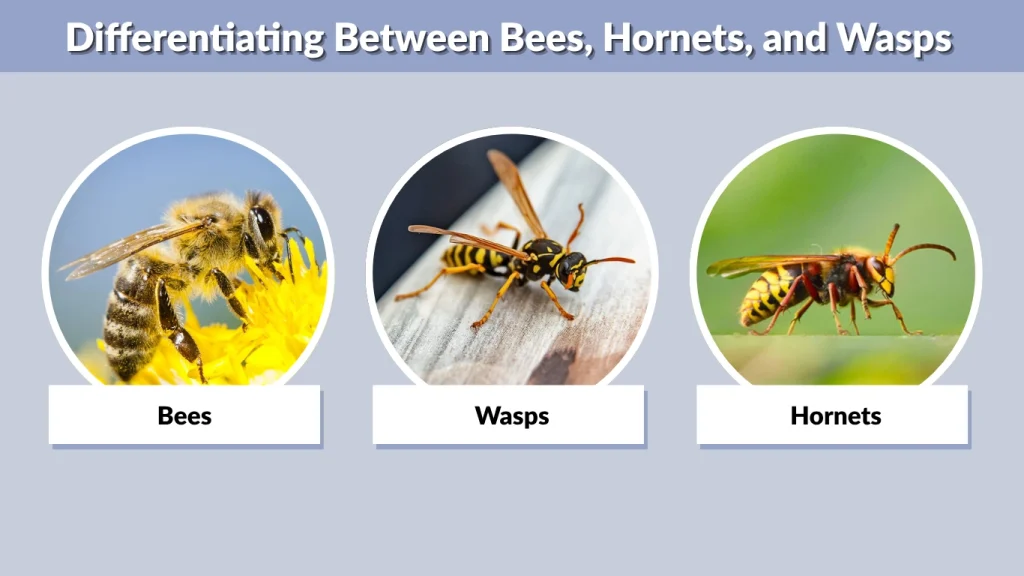 Differentiating Between Bees, Hornets, and Wasps