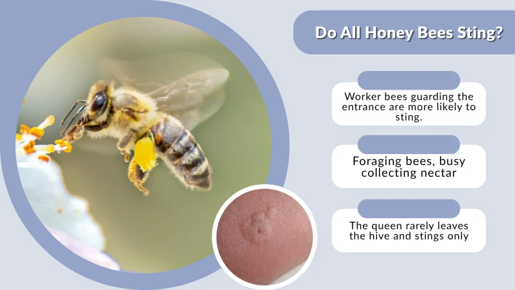 Do All Honey Bees Sting