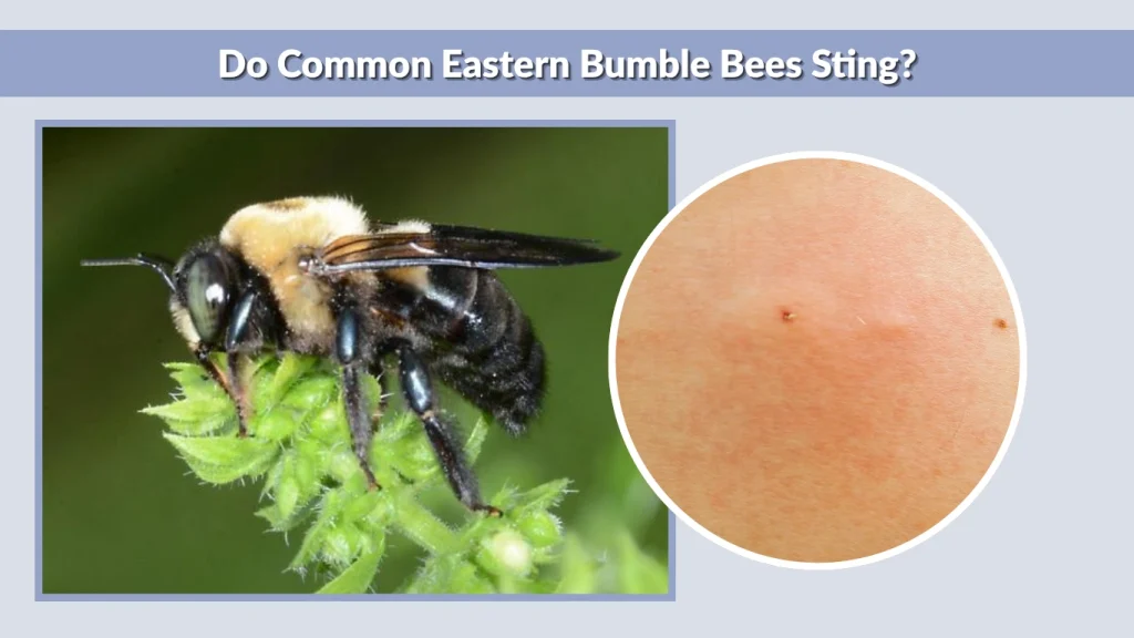 Do Common Eastern Bumble Bees Sting