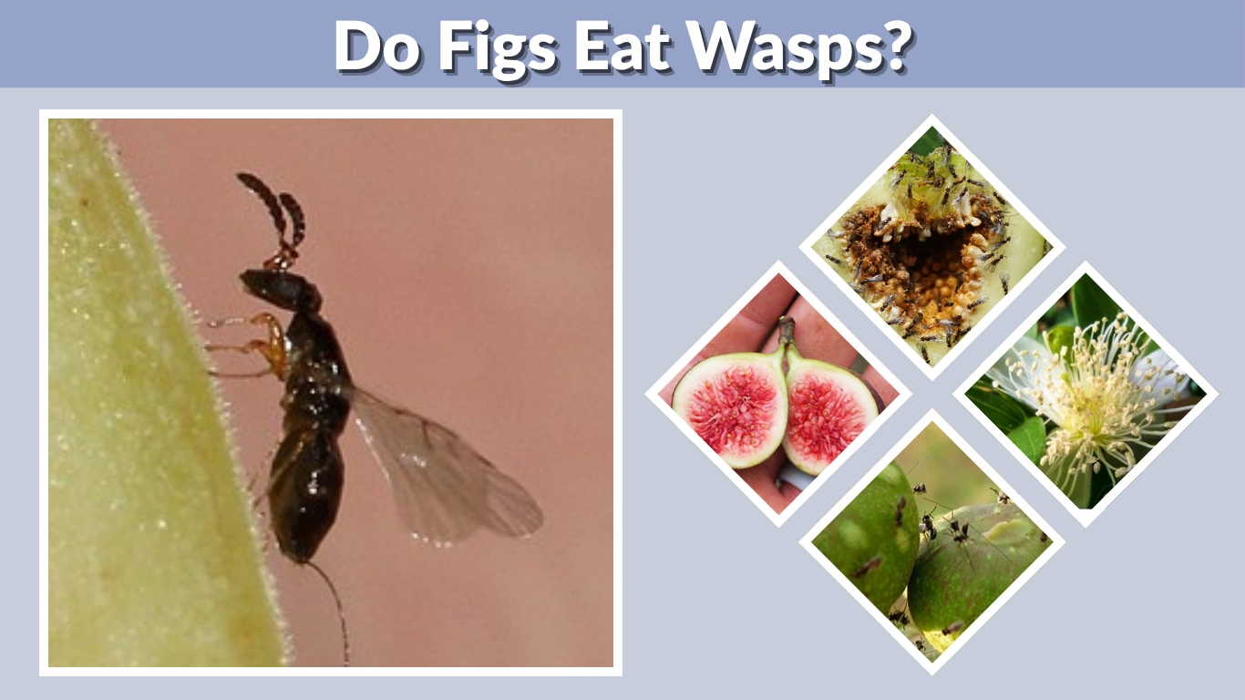 Do Figs Eat Wasps The Truth About Eating Figs, Wasps, and Fig Pollination