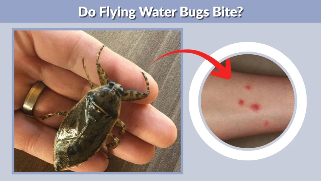 Do Flying Water Bugs Bite
