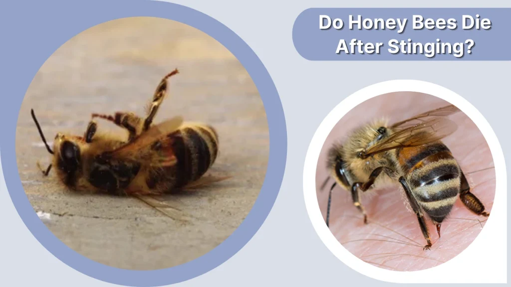 Do Honey Bees Die After Stinging