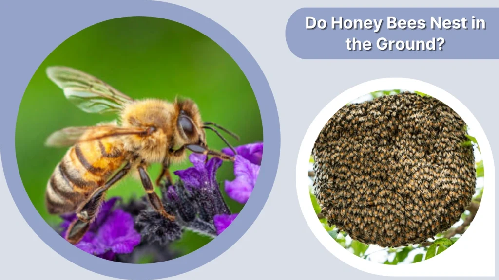 Do Honey Bees Nest in the Ground