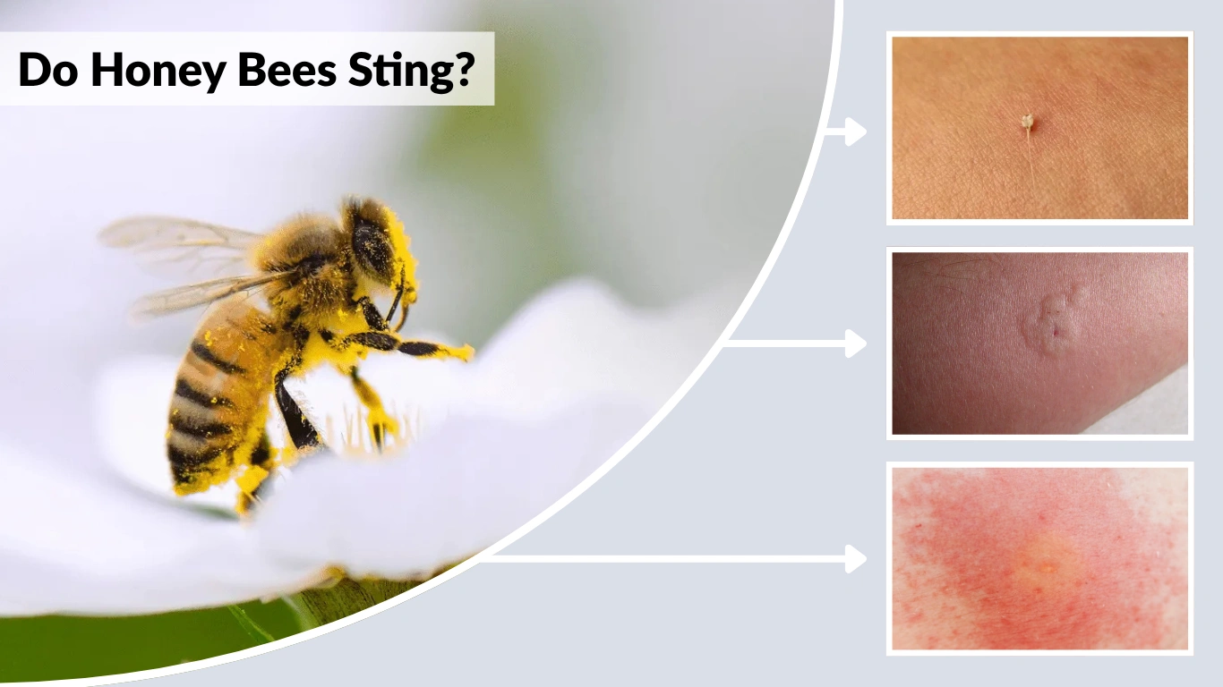 Do Honey Bees Sting Everything to Know About Their Stingers