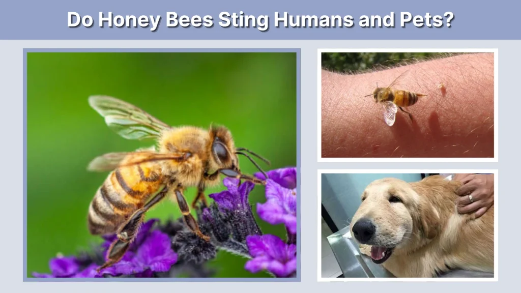 Do Honey Bees Sting Humans and Pets
