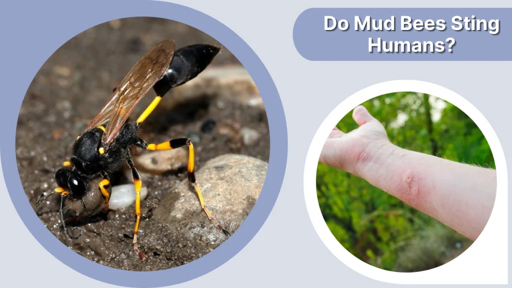 Do Mud Bees Sting Humans
