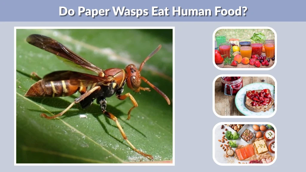 Do Paper Wasps Eat Human Food