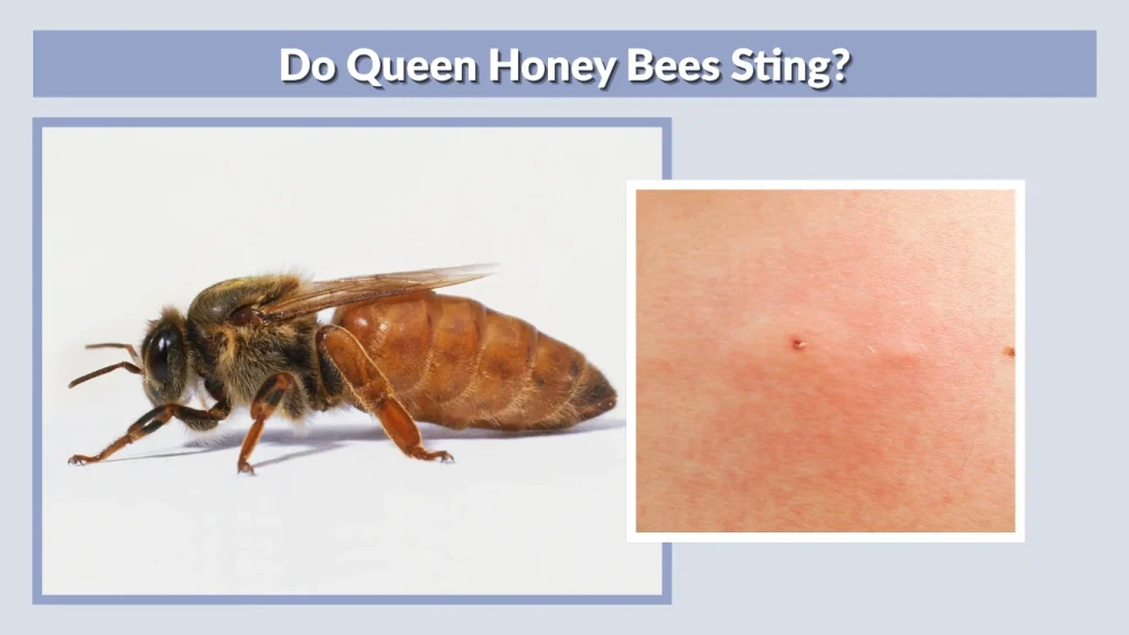 Do Queen Honey Bees Sting