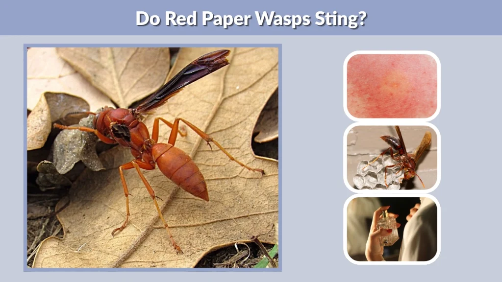 Do Red Paper Wasps Sting