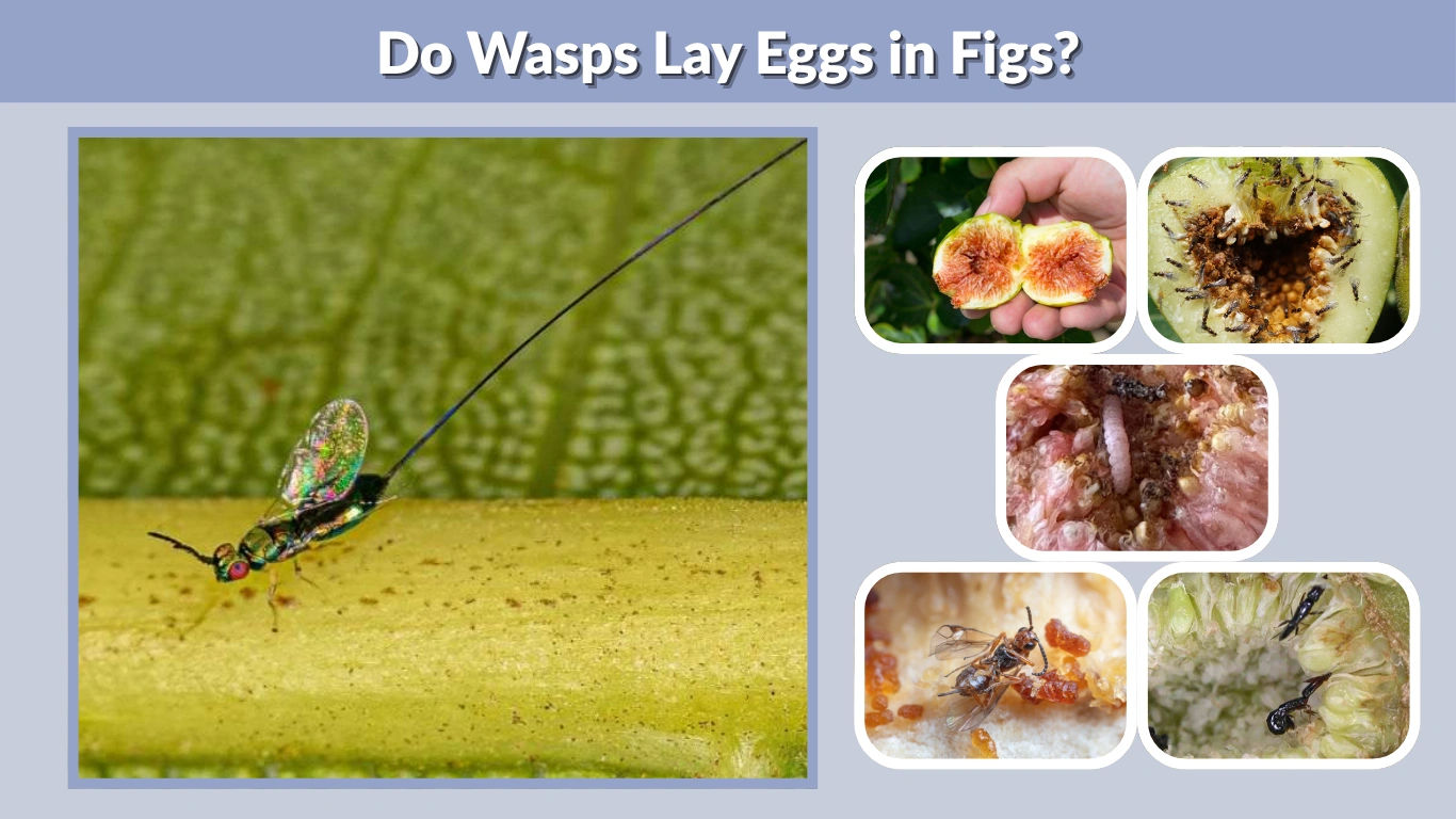 Do Wasps Lay Eggs in Figs The Truth About Fig Wasp Eggs and Fig Fruit