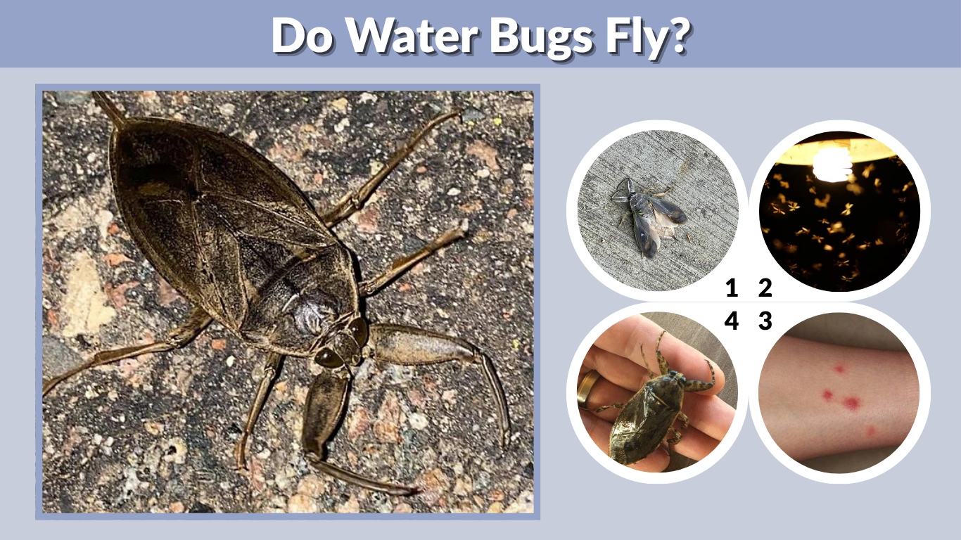 Do Water Bugs Fly Behavior, Reasons, and Prevention