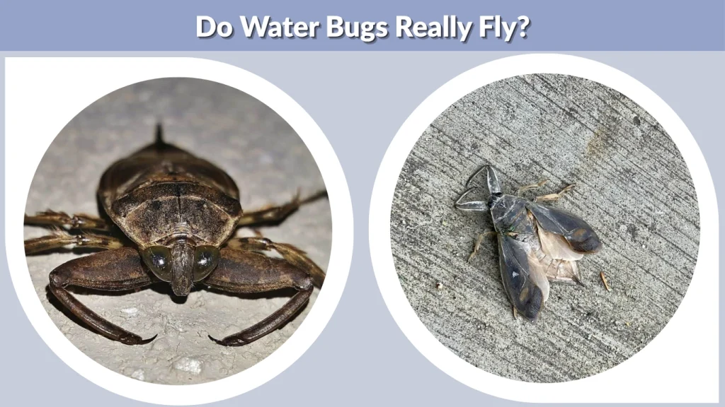 Do Water Bugs Really Fly