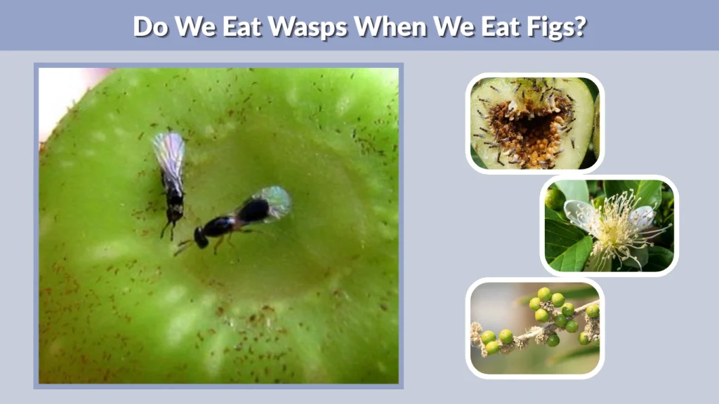 Do We Eat Wasps When We Eat Figs