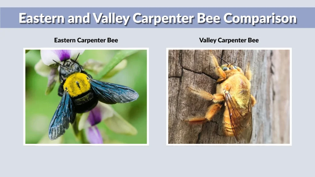 Eastern and Valley Carpenter Bee Comparison