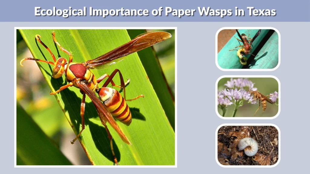 Ecological Importance of Paper Wasps in Texas