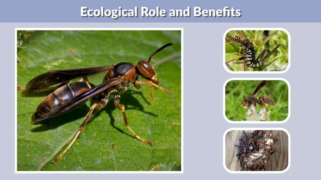 Ecological Role and Benefits
