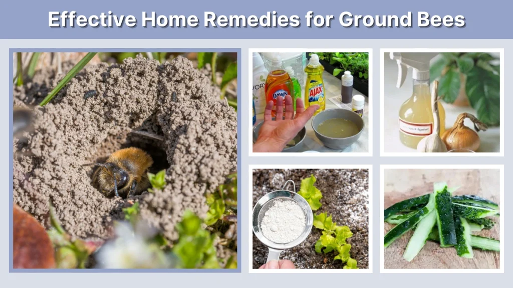 Effective Home Remedies for Ground Bees