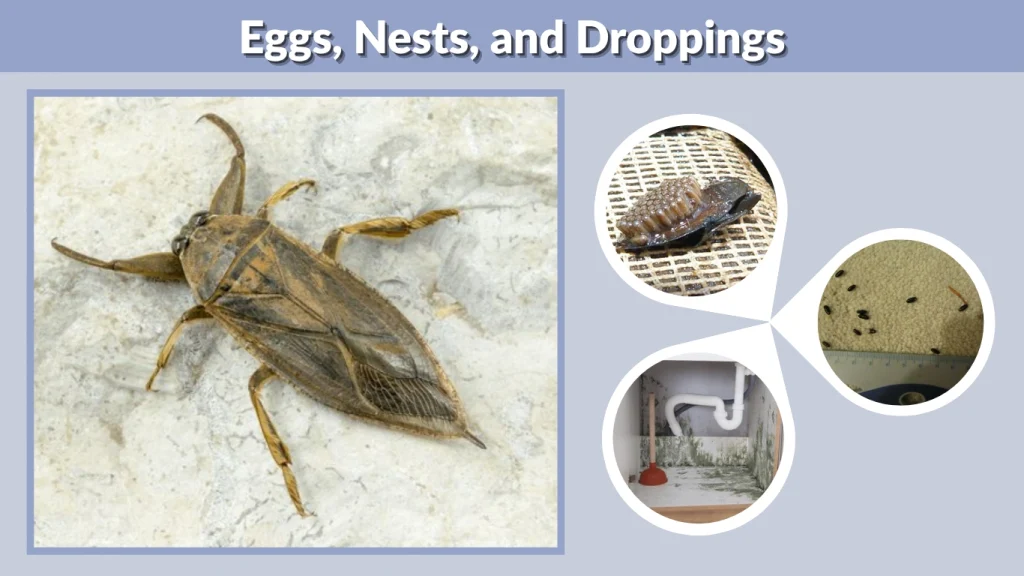 Eggs, Nests, and Droppings