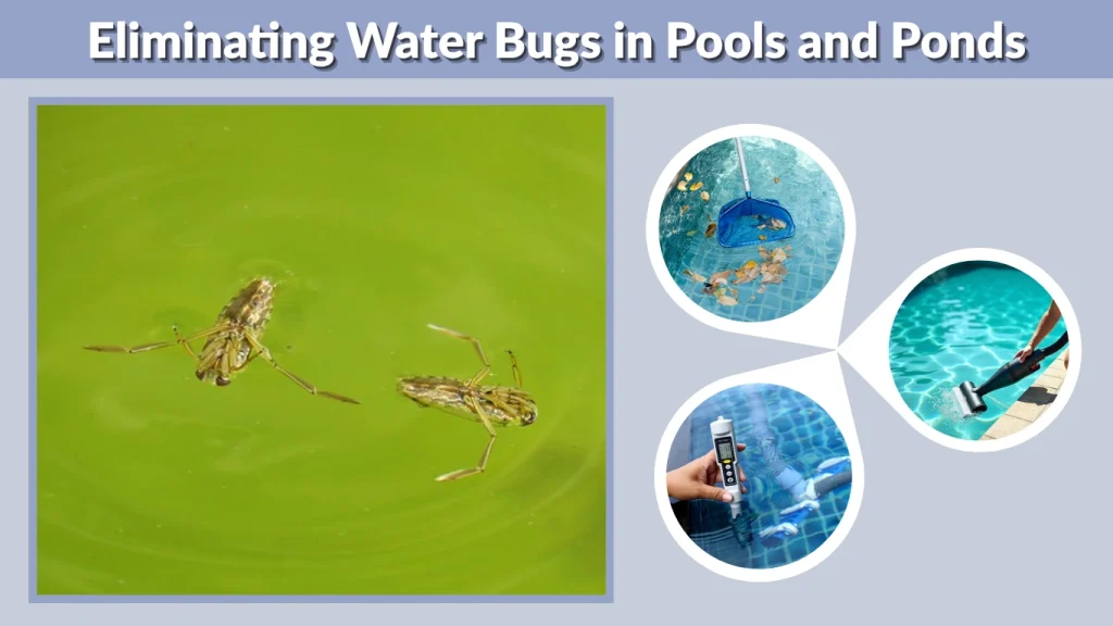 Eliminating Water Bugs in Pools and Ponds