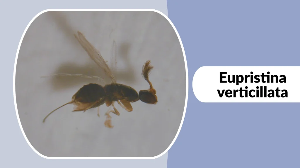 Eupristina verticillata