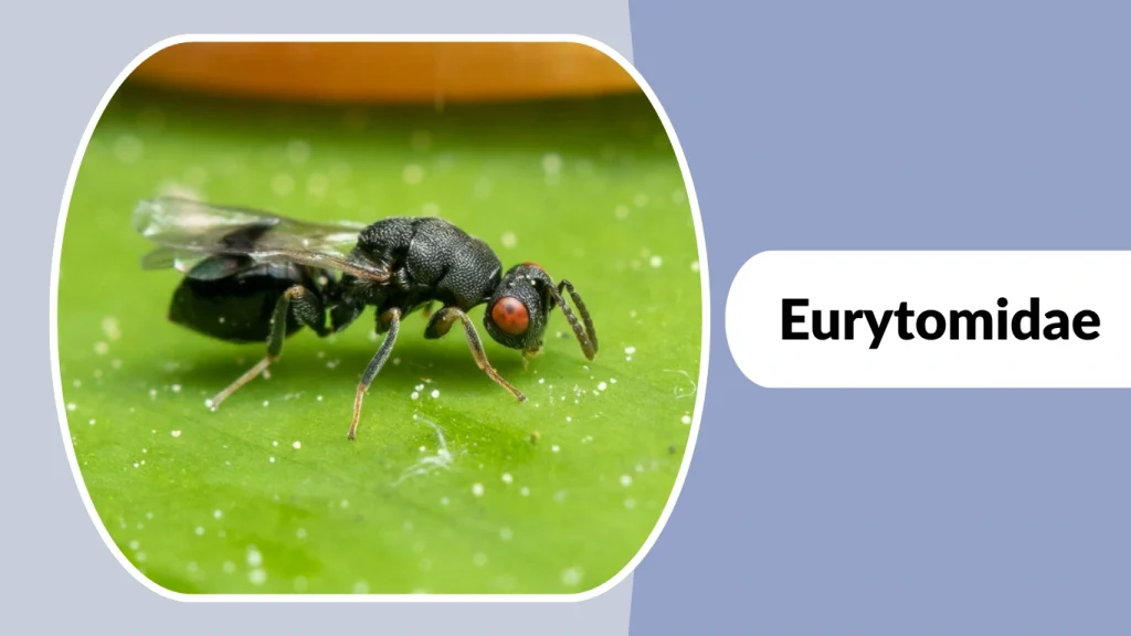 Eurytomidae