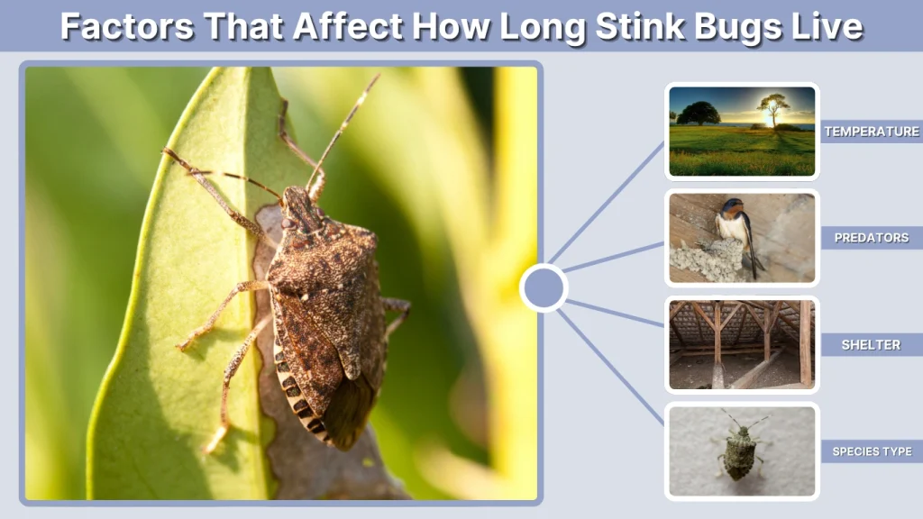 Factors That Affect How Long Stink Bugs Live