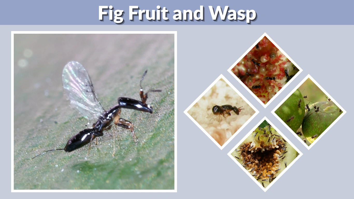 Fig Fruit and Wasp The Secret Partnership Inside Every Fig
