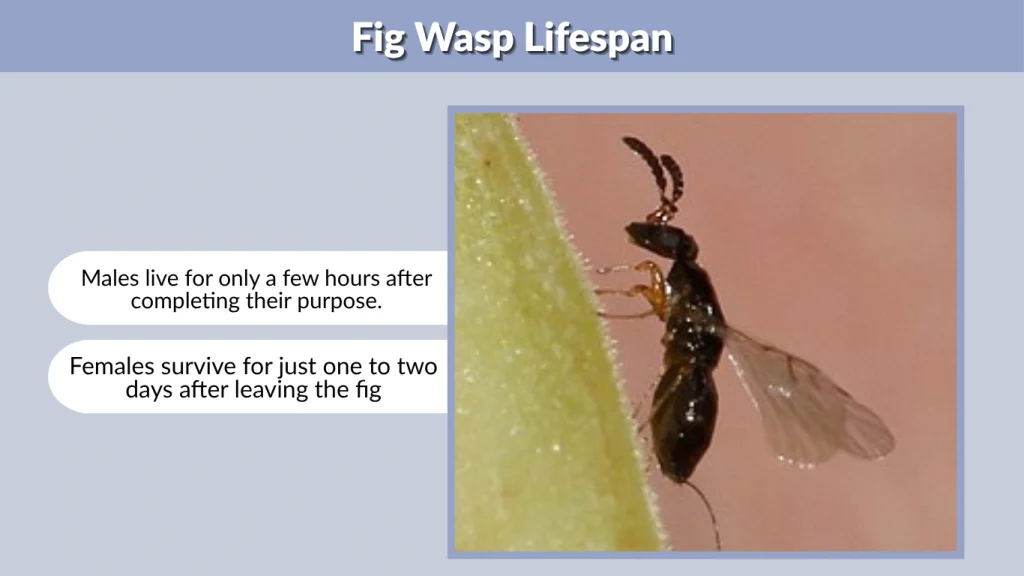 Fig Wasp Lifespan