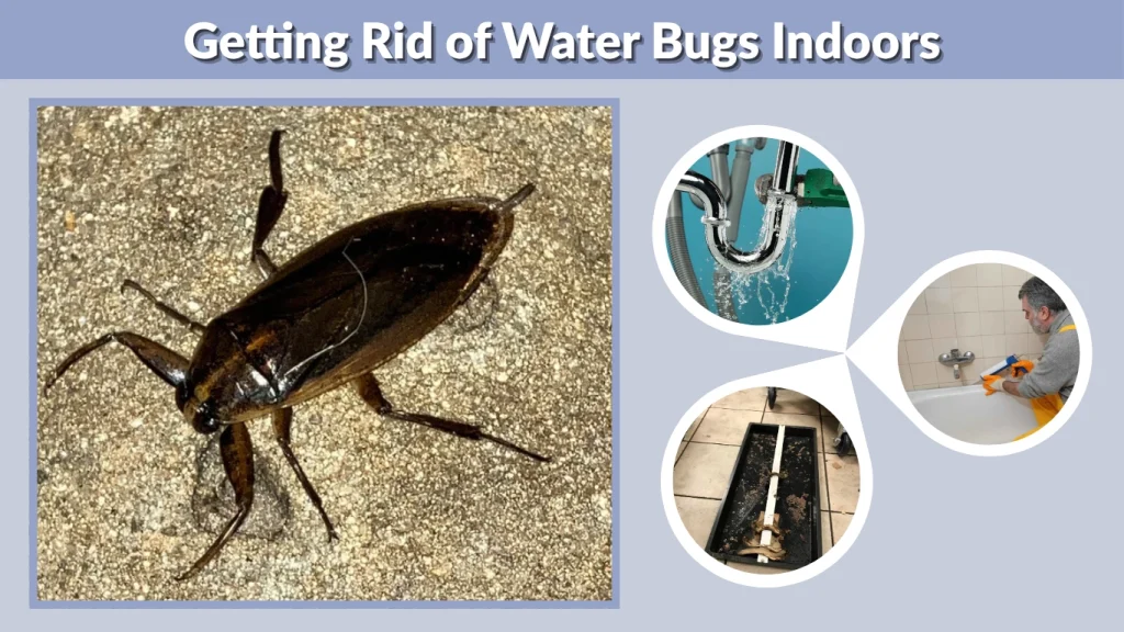 Getting Rid of Water Bugs Indoors