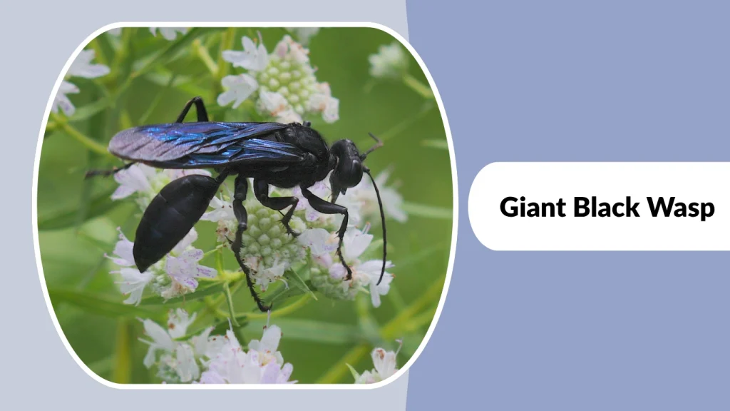 Giant Black Wasp