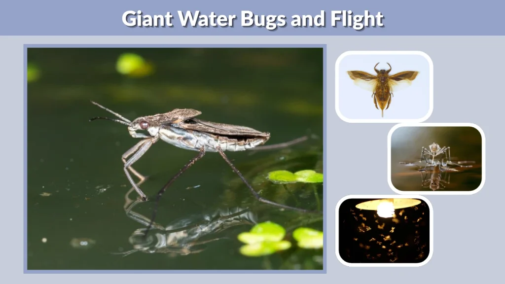 Giant Water Bugs and Flight