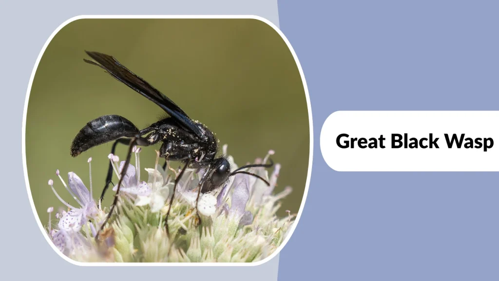 Great Black Wasp