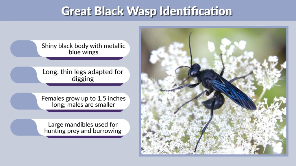 Great Black Wasp Identification