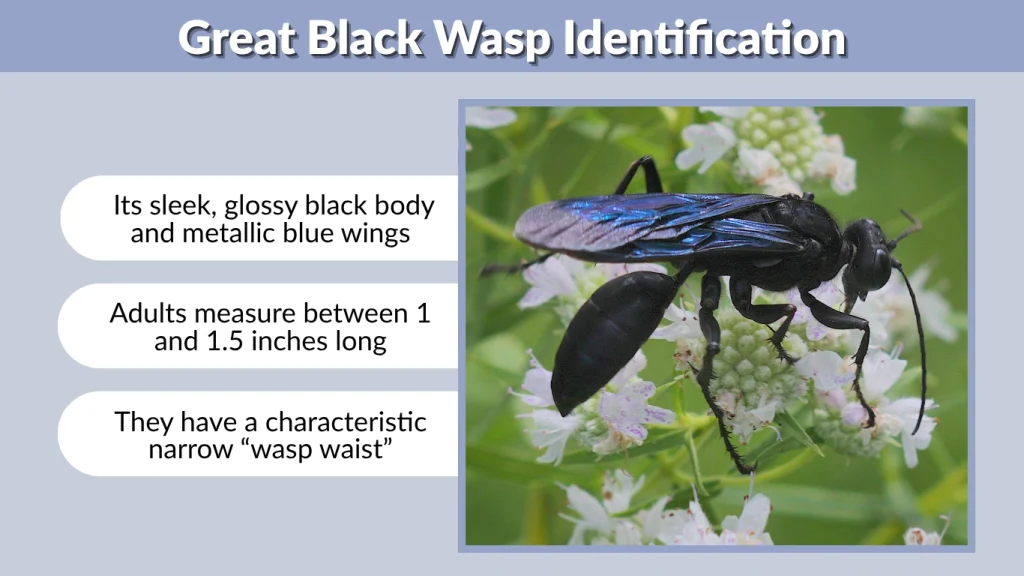 Great Black Wasp Identification