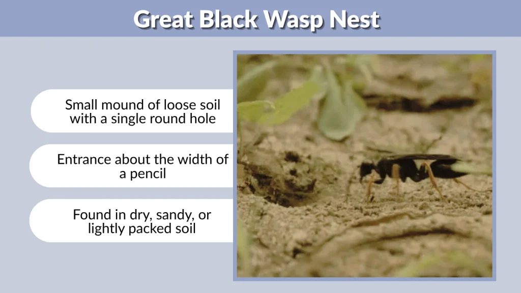 Great Black Wasp Nest