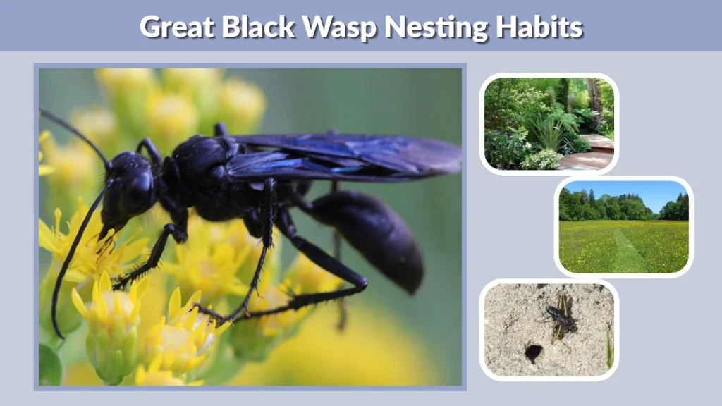 Great Black Wasp Nesting Habits
