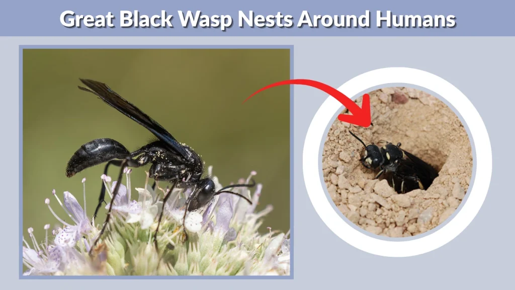 Great Black Wasp Nests Around Humans