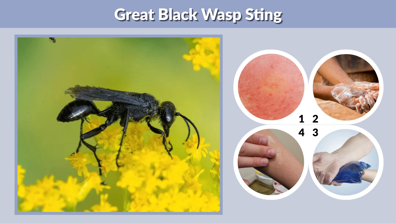 Great Black Wasp Sting Pain, Reaction, and Treatment