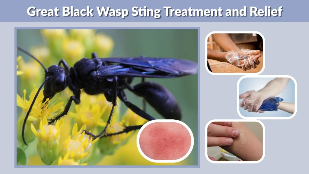 Great Black Wasp Sting Treatment and Relief