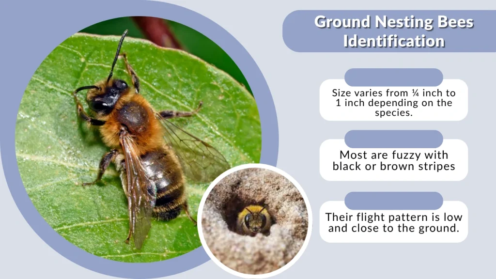 Ground Nesting Bees Identification