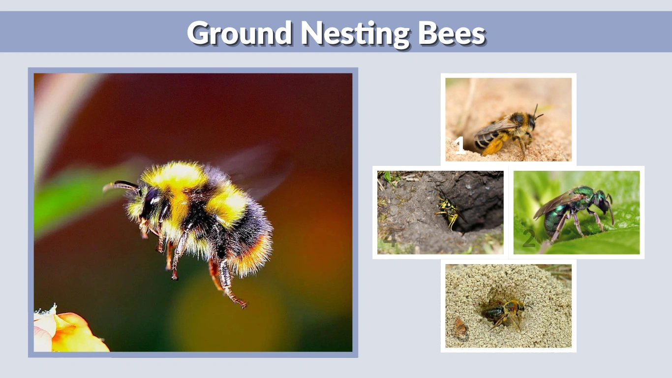 Ground Nesting Bees Identification, Behavior, and Safe Removal Guide