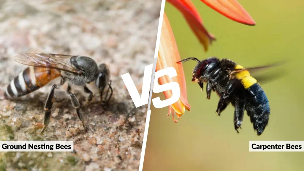 Ground Nesting Bees vs Carpenter Bees